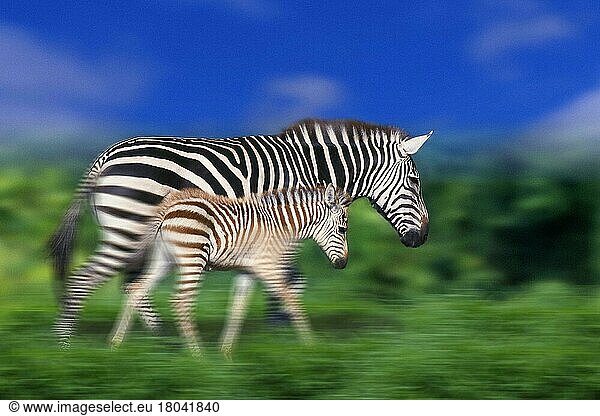 Grant's zebras  mare with foal (Equus quagga boehmi)  Grantzebras  Boehmzebras  Stute mit Fohlen (Afrika) (animals) (außen) (outdoor) (seitlich) (side) (adult) (gehen) (walking) (zwei) (two) (Jungtier) (young) (Mutter & Kind) (mother & baby) (Querformat) (horizontal) (Säugetiere) (mammals) (Unpaarhufer) (Huftiere) (hoofed animals) (Pferdeartige) (equids) (bewegungsunscharf) (blurred_motion)