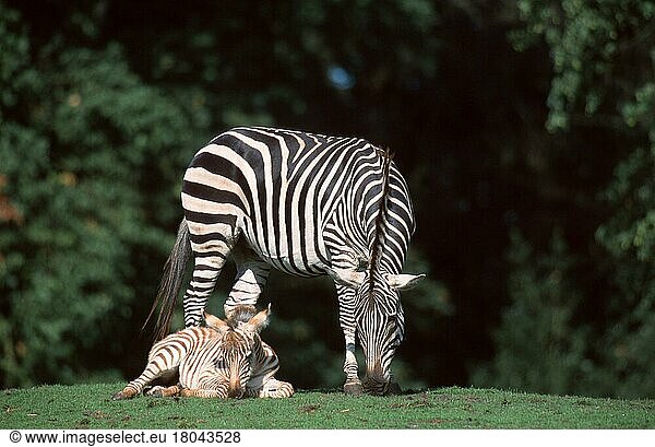 Grantzebras  Stute mit ruhendem Fohlen (Equus zebra boehmi)  Boehmzebras (Afrika) (Säugetiere) (mammals) (Huftiere) (hoofed animals) (Pferdeartige) (equids) (Unpaarhufer) (außen) (draußen) (Wiese) (erwachsen) (schwarz-weiß) (Mutter & Kind) (Mutter & Baby) (zwei) (fressen) (stehen) (liegen) (vertrauen) (Querformat) (horizontal) (Jungtier) (jung) (weiblich) (weiblich)