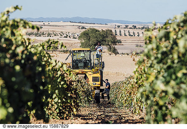 Grape harvesting machine and young winegrowers during grape harvest  Cuenca  Spain
