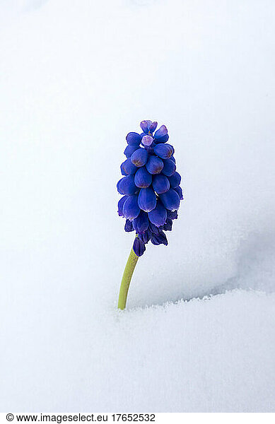 Grape hyacinth blooming in snow