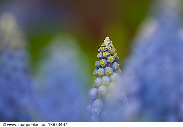 Grape hyacinth flowers in bloom  close-up.