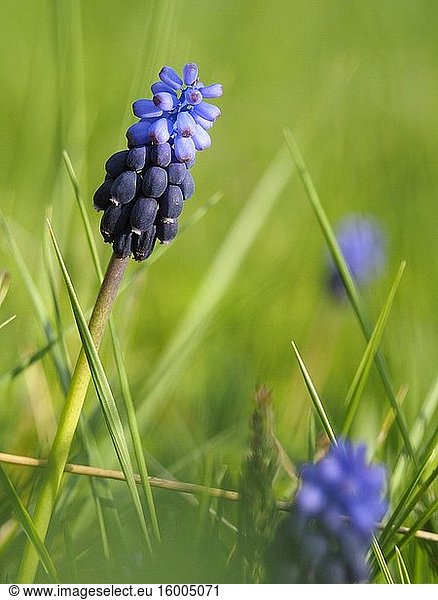 Grape hyacinth (Muscari neglectum). Santa Eul?lia village countryside. Llu?an?s region  Barcelona province  Catalonia  Spain.