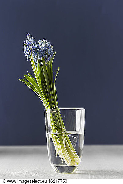 Grape hyacinths in flower vase  close up