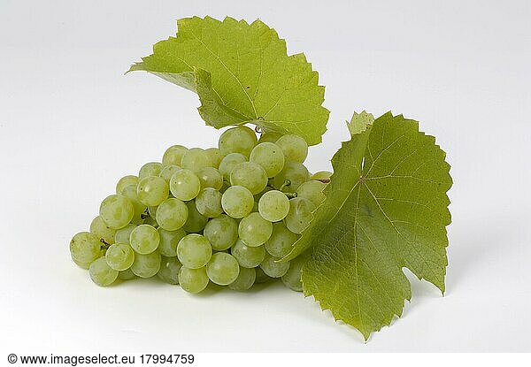 Grape Lustig (Vitis vinifera)