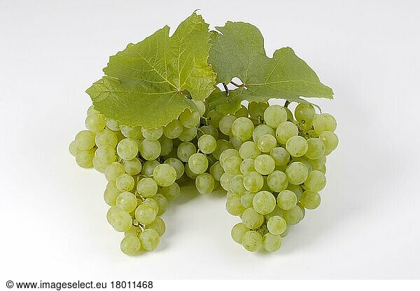 Grape Lustig (Vitis vinifera)
