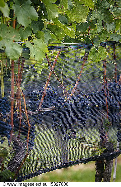 Grape vines at Stone Tower Winery in Leesburg  Virginia.