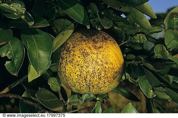 Grapefruit (Citrus x paradisi) damaged by the citrus rust mite (Phyllocoptruta oleivora)