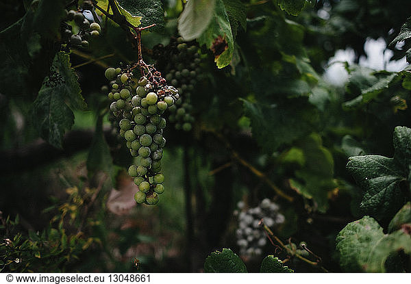 Grapes growing in tree vineyard