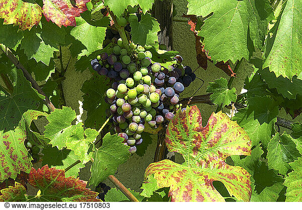 Grapes growing outdoors
