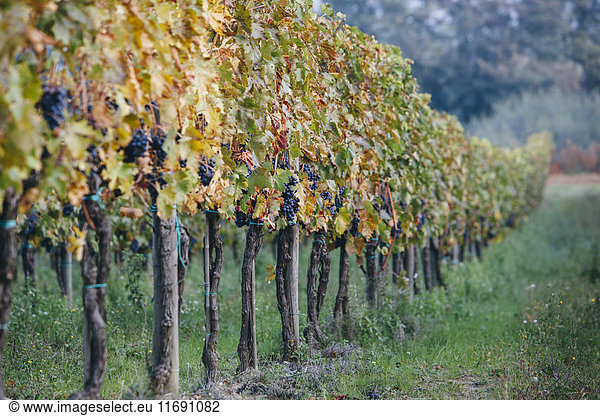 Grapes on the vines in a vineyard in autumn  ready for the annual harvest in the Tuscany region near Montepulciano.