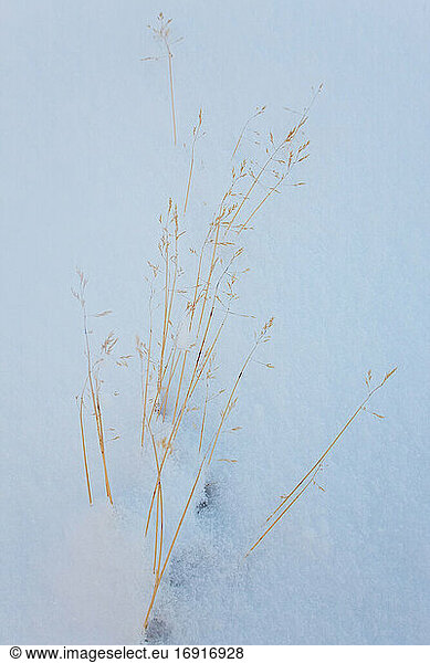 Gras im Schnee  Tasiilaq