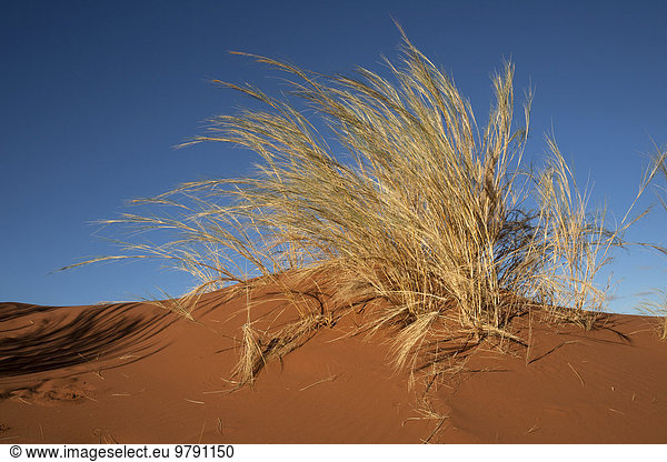 Grasbüschel auf der Elim-Düne  beim Sesriem-Camp  Namib-Wüste  Namib Naukluft Park  Namibia  Afrika