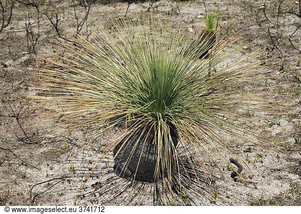 Grasbaum  Blackboy (Xantorrhoea fulva)  nach einem Brand neu austreibend  Friendly Beaches  Tasmanien  Australien