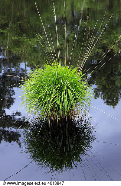 Grasbult im Moorsee mit Spiegelung im Wasser  Naturschutzgebiet Pietzmoor  Schneverdingen  Lüneburger Heide  Niedersachsen  Deutschland  Europa