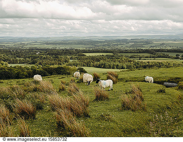 Grasfressende Schafe in schottischen Landschaften