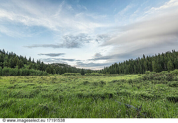 Grasland am frühen Morgen  Colorado