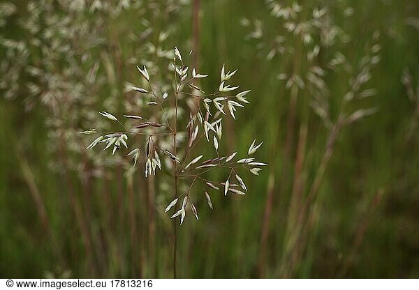 Grass blade of grey hair-grass (Corynephorus canescens) in Schwanheimer Düne  Schwanheim  Main  Frankfurt  Hesse  Germany  Europe
