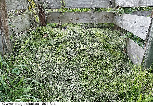 Grass cuttings on garden compost heap  Suffolk  England  United Kingdom  Europe