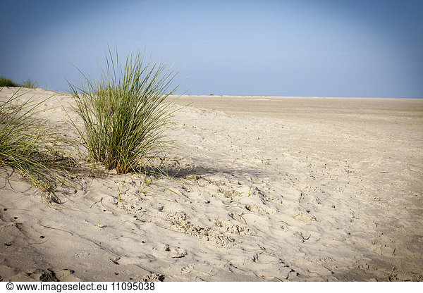 Grass growing in desert  Renesse  Schouwen-Duiveland  Zeeland  Netherlands