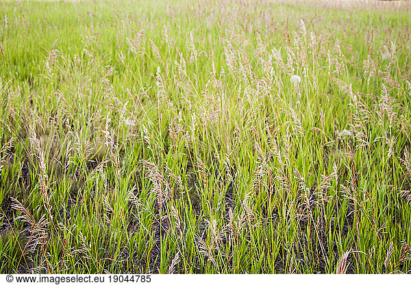 Grass grows long at Blue Mountain Recreation area near Missoula.