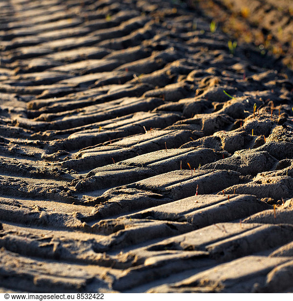Grass seedlings sprouting in tractor tracks  Brandenburg  Germany