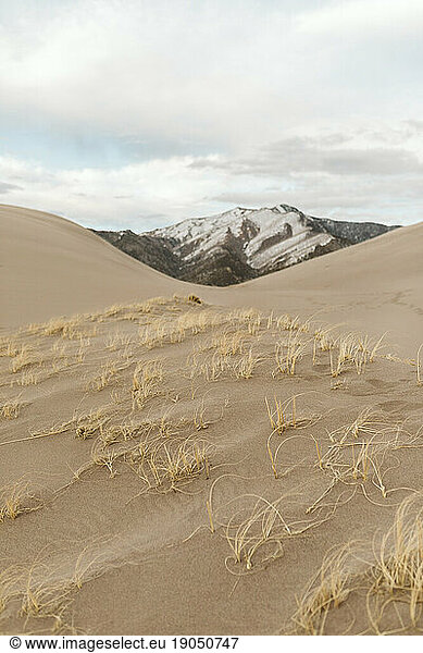 grasses blow in wind at great sand dunes national park of colorado
