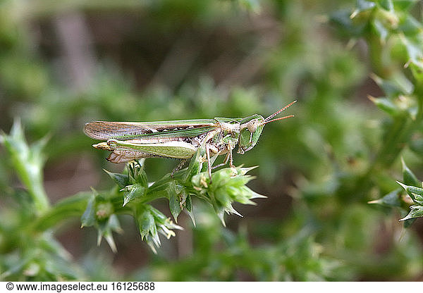 Grasshopper (Calephorus compressicornis) on stem  Arcachon Basin  France