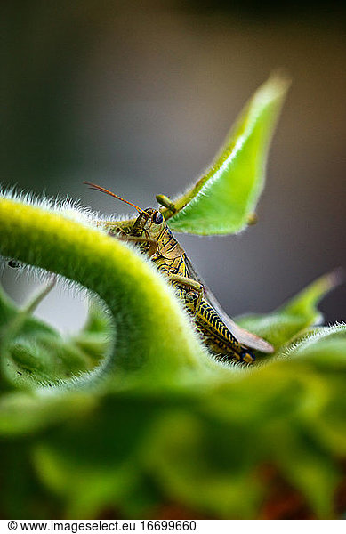 grasshopper hiding within sunflower leaves outside in a garden