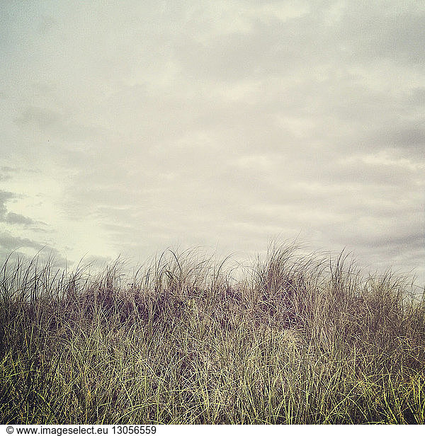 Grassy hill against cloudy sky