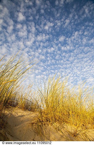 Grassy sand dune on the beach against cloudy sky  Viana do Castelo  Norte Region  Portugal