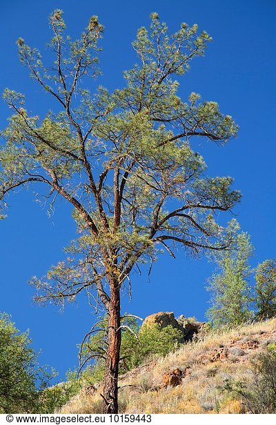 grau folgen Kiefer Pinus sylvestris Kiefern Föhren Pinie vorwärts Berggipfel Gipfel Spitze Spitzen Kalifornien alt