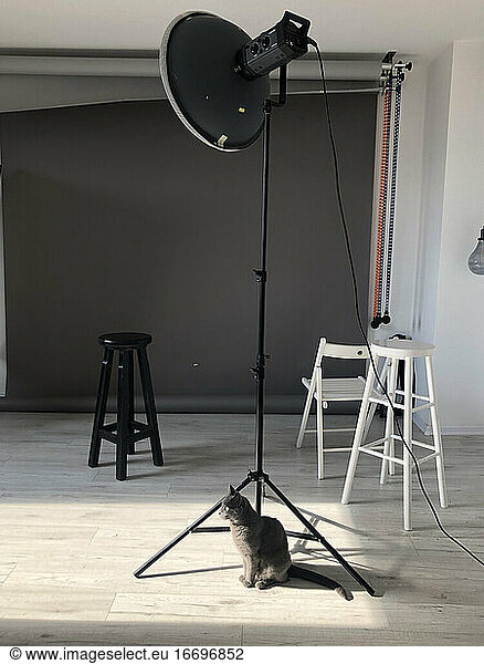 Graue Katze sitzt im Fotostudio