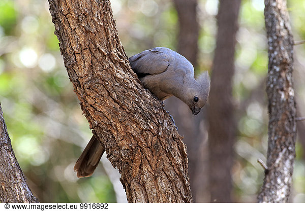 Grauer Lärmvogel Graulärmvogel (Corythaixoides concolor) adult auf Baum Krüger-Nationalpark Südafrika