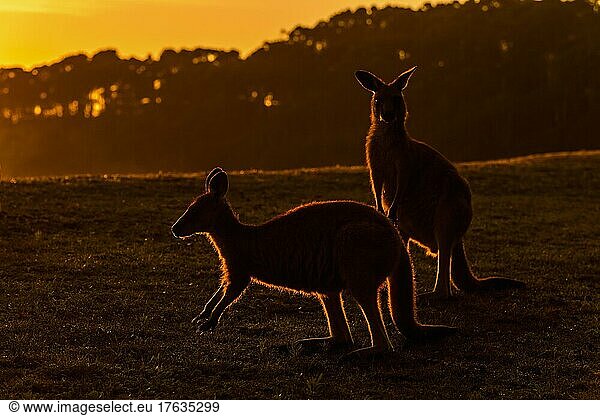 Graues Östliches graues Riesenkänguru (Macropus giganteus)  zwei Tiere bei Sonnenaufgang  Murramarang National Park  New South Wales  Australien  Ozeanien