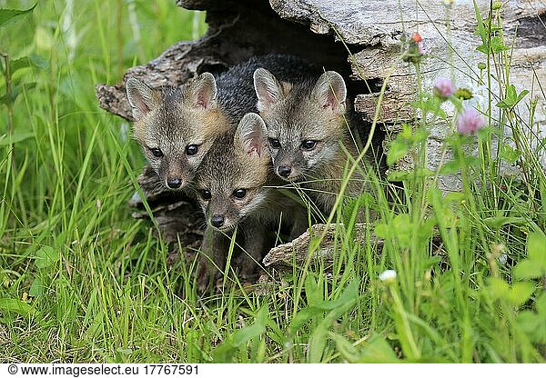 Graufuchs (Urocyon cinereoargenteus)  Jungtiere auf Baumstamm  Pine County  Minnesota  Nordamerika  USA  Nordamerika