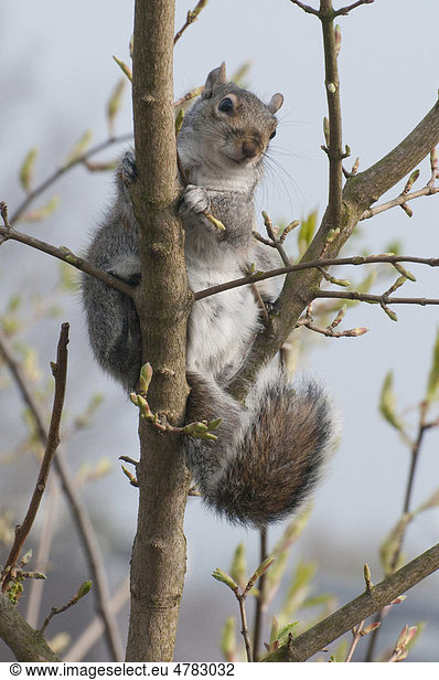 Grauhörnchen (Sciurus carolinensis)  klettert auf Baum  Fulwood  Preston  Lancashire  England  Großbritannien  Europa