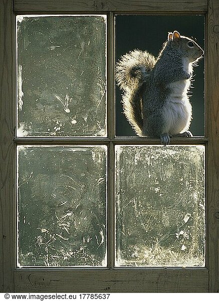 Grauhörnchen (Sciurus carolinensis)  Nagetiere  Säugetiere  Tiere  Eastern Grey Squirrel Sitting in old window  Llandinam  Wales