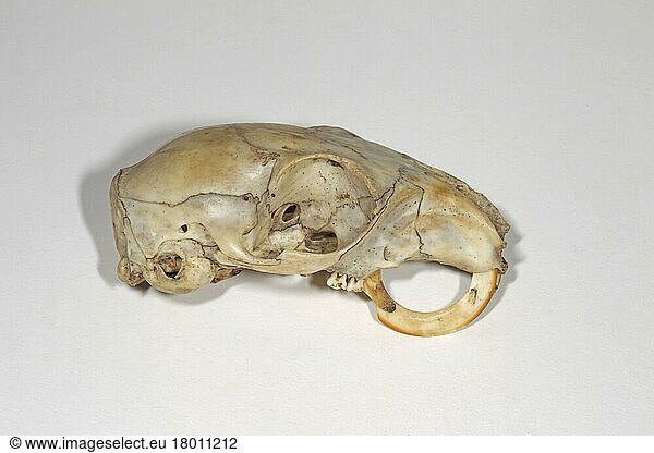 Grauhörnchen (Sciurus carolinensis)  Nagetiere  Säugetiere  Tiere  Eastern Grey Squirrel skull  with continued growth of teeth