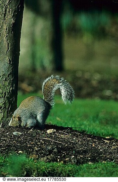 Grauhörnchen (Sciurus carolinensis)  Nagetiere  Säugetiere  Tiere  Squirrel  Grey Eastern Hiding nut in ground  Berks