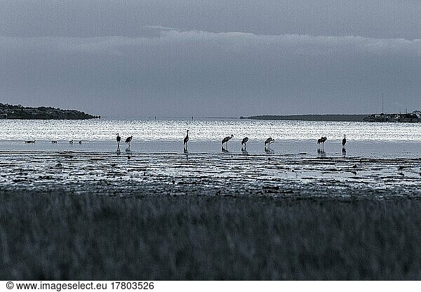 Graukraniche (Grus grus) stehen am Ufer  Silhouetten im Abendlicht  monochrom  Bucht Vägumeviken  Insel Gotland  Ostsee  Schweden  Europa