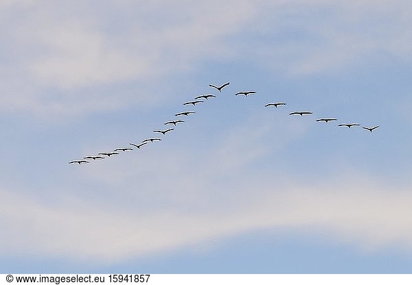 Graukraniche (Grus grus)  Vogelschar fliegt in Formation  Kinnbackenhagen/Bisdorf  Mecklenburg-Vorpommern  Deutschland  Europa