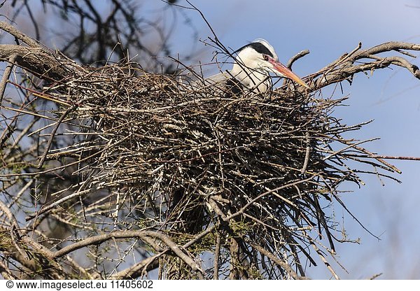 Graureiher (Ardea cinerea) im Nest, Stes Maries de la mer, Camargue, Südfrankreich, Frankreich, Europa
