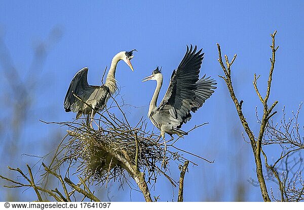 Graureiher (Ardea cinerea) Am Horst im Morgenlicht Hessen Deutschland Europa