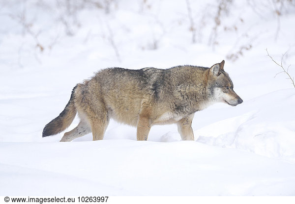 Grauwolf Canis lupus pambasileus Bayerischer Wald Bayrischer Wald Bayerwald Winter europäisch Close-up Bayern Deutschland
