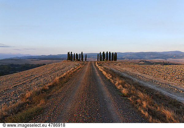Gravel road leading to a gate of cypress trees in wide Tuscanian landscape  late afternoon  Orcia Valley  Tuscany  Italy  Europe