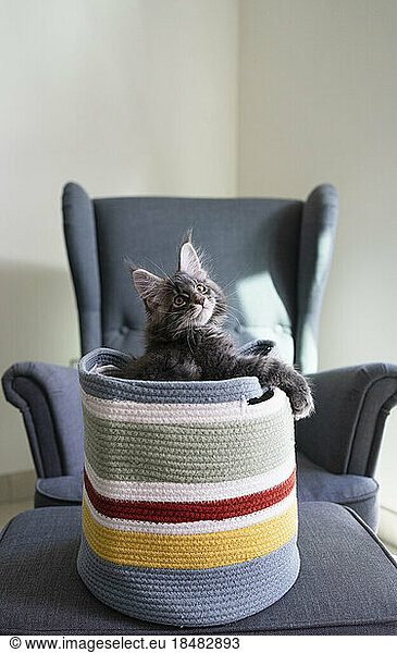 Gray cat in colorful basket at home