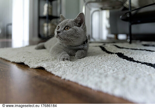 Gray cat lying on carpet at home