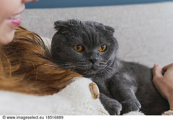 Gray cat with orange eyes resting with woman at home