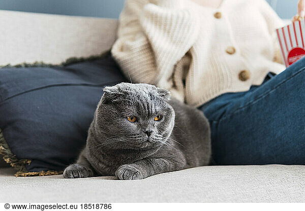 Gray cat with woman sitting on sofa in background