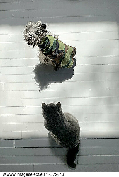 Gray Dog and Cat Indoors in a Square of Light  Viewed from Above